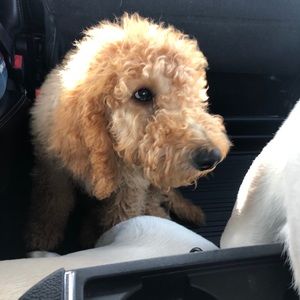 Meet your Posher, Elizabeth